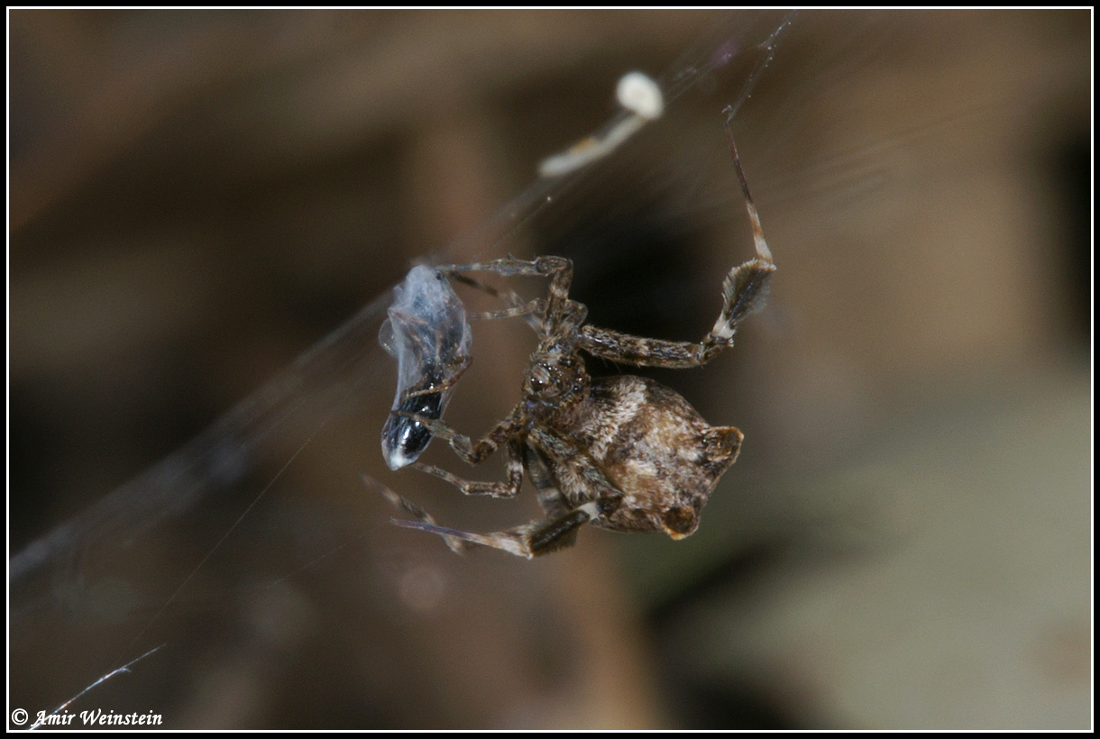 Uloborus plumipes